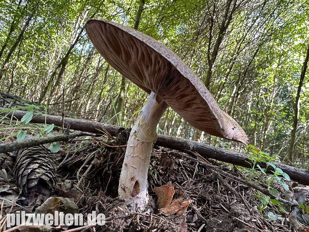 Riesenchampignon, Agaricus augustus