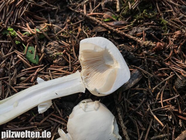 Rosablättriger Egerlingsschirmling, Leucoagaricus leucothites