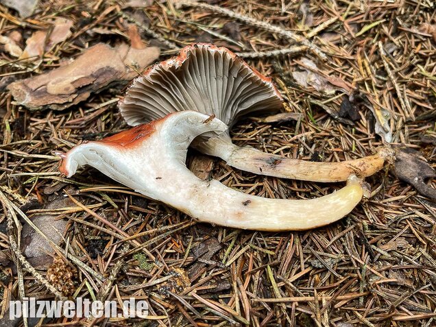 Rosenroter Gelbfuß, Gomphidius roseus