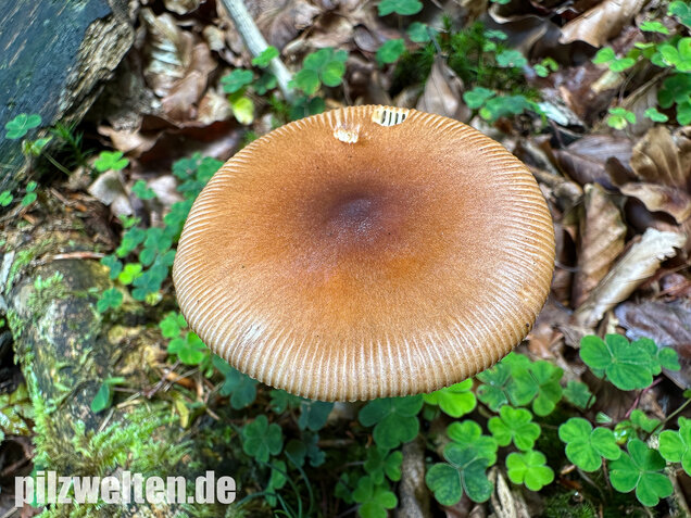 Rotbrauner Scheidenstreifling, Amanita fulva