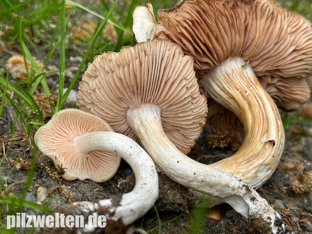 Schlehenrötling, Blasser Frühlingsrötling, Entoloma sepium
