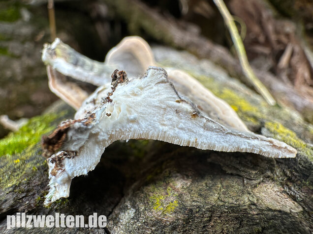 Schmetterlingstramete, Turkey tail mushroom, Trametes versicolor