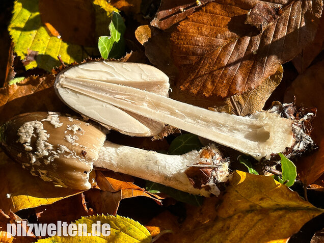 Spechttintling, Elsterntintling, Coprinopsis picacea