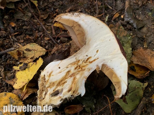 Violettrandiger Schleimkopf, Cortinarius balteatus