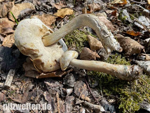 Wollstieliger Raufußröhrling (weiße Form), Leccinum cyaneobasileucum