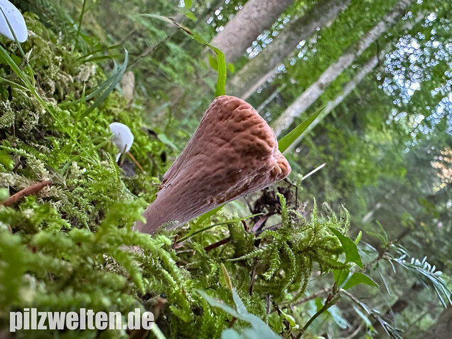 Abgestutzte Herkuleskeule, Clavariadelphus truncatus