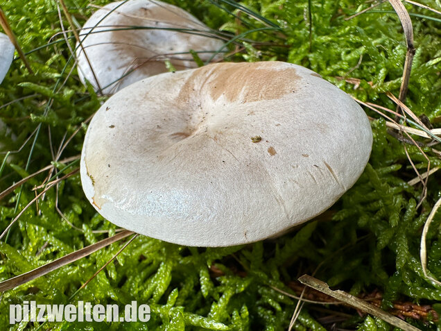 Bleiweißer Trichterling, Fichtentrichterling, Clitocybe phyllophila