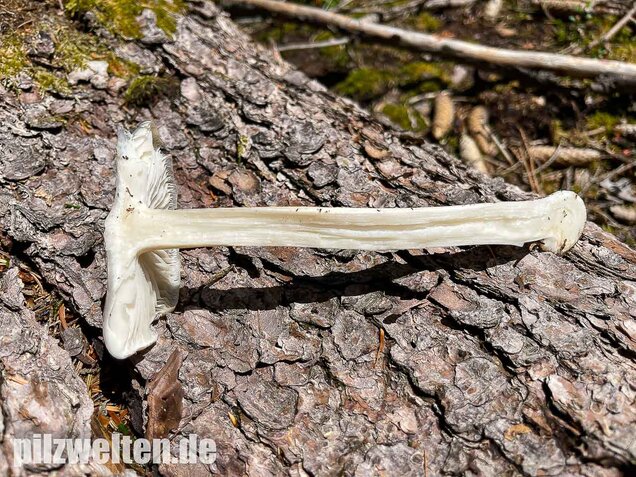 Breitblättriger Holzrübling, Megacollybia platyphylla