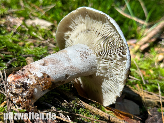 Dichtblättriger Schwärztäubling, Russula densifolia