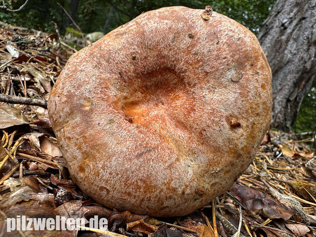 Edelreizker, Kiefernreizker, Blutreizker, Lactarius deliciosus