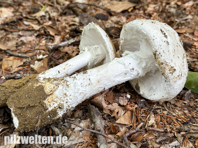 Fransiger Wulstling, Amanita strobiliformis