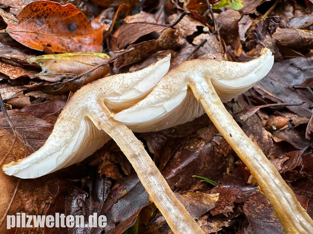 Gelbflockiger Wollstielschirmling, Lepiota magnispora