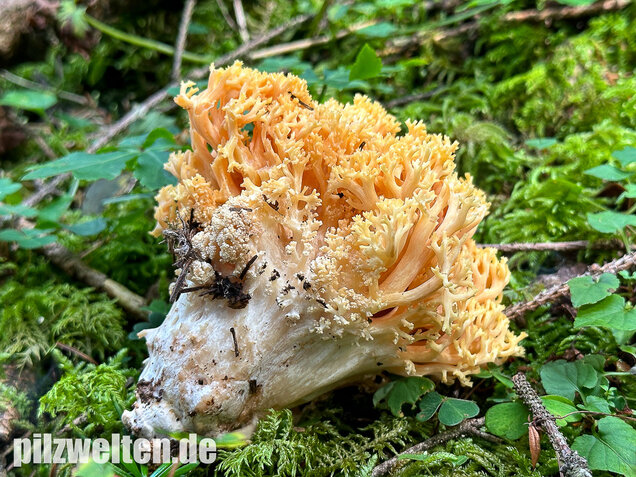 Gelbwerdende Koralle, Rosagelbliche Koralle, Ramaria flavescens