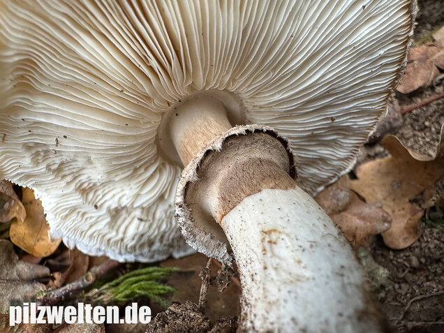 Gerandetknolliger Safranschirmling, Chlorophyllum brunneum