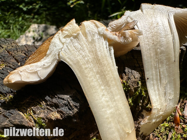 Graubeigeblättriger Risspilz, Sternsporiger Risspilz, Inocybe margaritispora