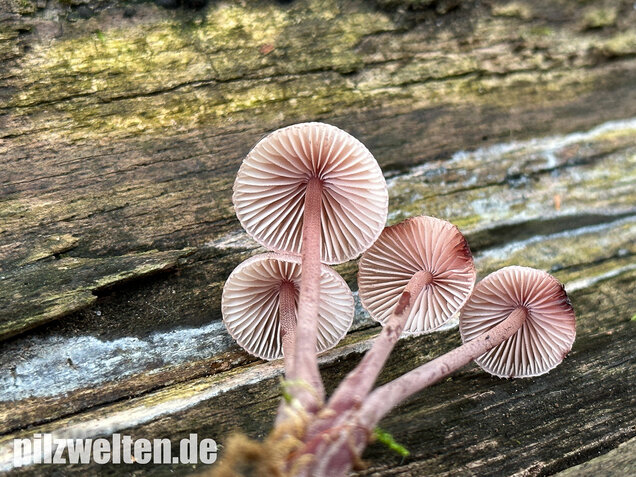 Großer Bluthelmling, Mycena haematopus