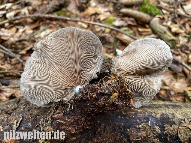Großes Stummelfüßchen, Crepidotus autochthonus