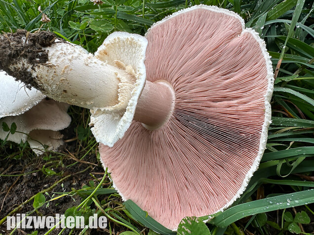 Großsporiger Riesenchampignon, Agaricus urinascens