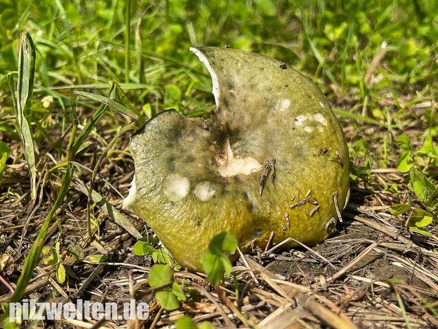 Grüner Frauentäubling, Russula peltereaui