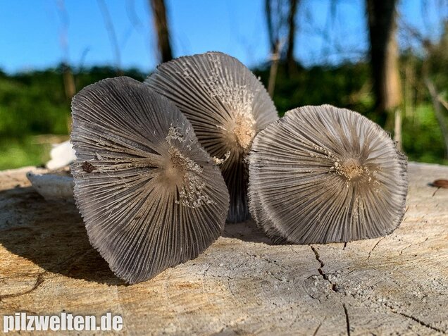 Hasenpfote, Coprinopsis lagopus