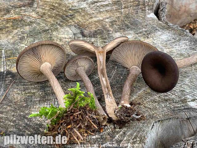 Kaffeebrauner Gabeltrichterling, Pseudoclitocybe cyathiformis
