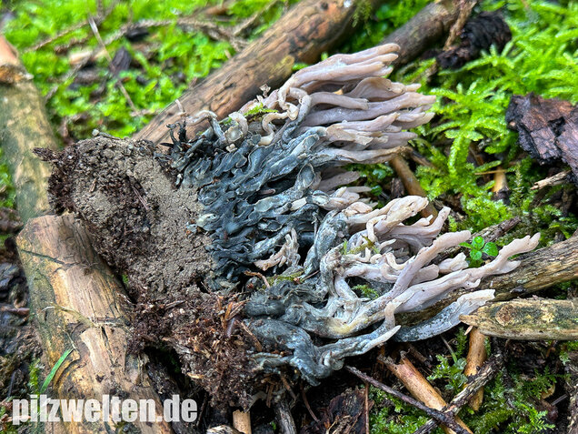 Korallenbefall, Korallenschimmel, Helminthosphaeria clavariarum