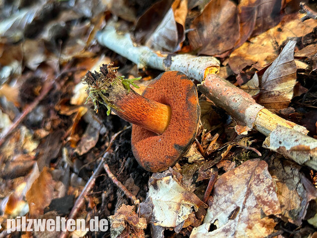 Kurznetziger Hexenröhrling, Suillellus mendax