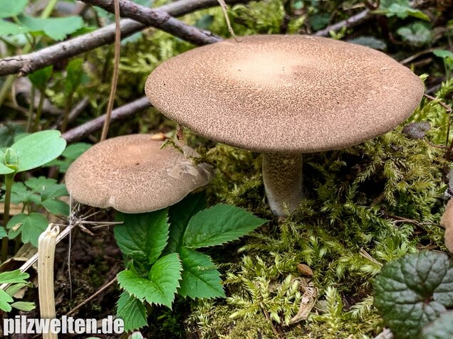 Maiporling, Lentinus substrictus