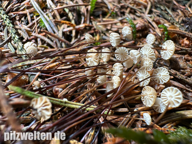 Nadelstreu-Käsepilzchen, Käsepilzchen, Marasmius wettsteinii