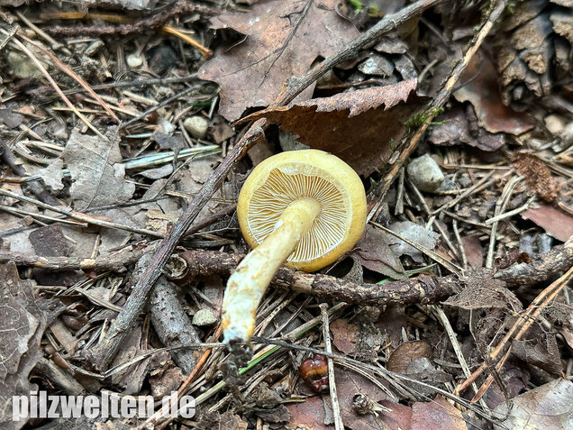 Ockergelber Schleimschirmling, Zhuliangomyces ochraceoluteus