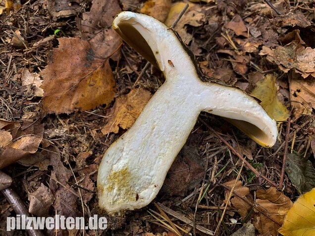 Olivbrauner Milchling, Lactarius turpis
