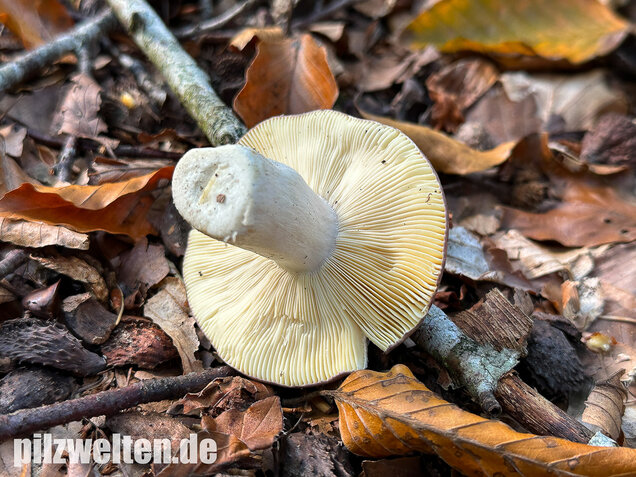 Papageitäubling, Kleiner Frauentäubling, Russula ionochlora