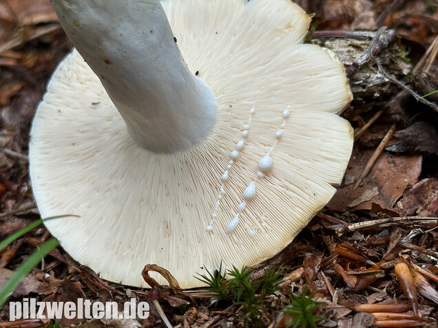 Pfeffermilchling, Lactifluus piperatus