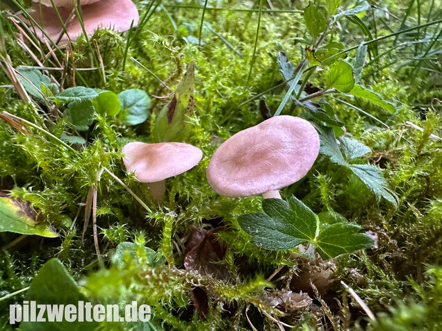Rosenroter Schönkopf, Rugosomyces persicolor
