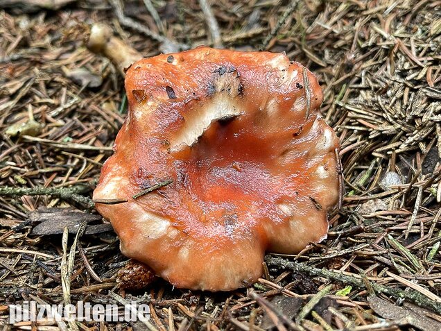 Rosenroter Gelbfuß, Gomphidius roseus