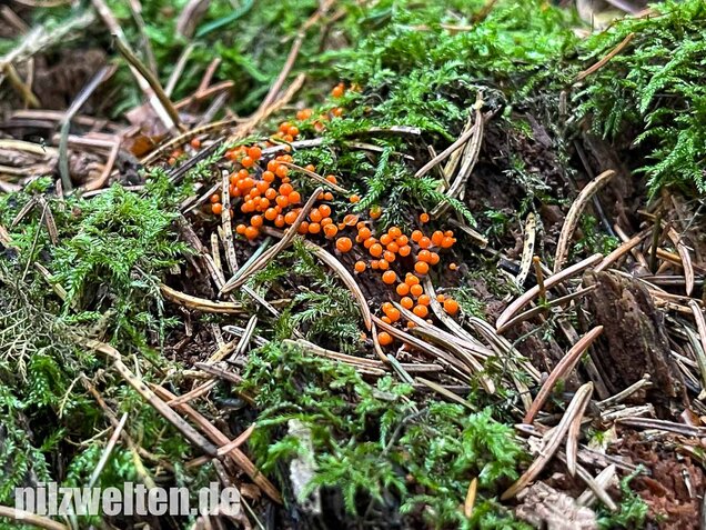 Rotköpfiger Schleimpilz, Trichia decipiens