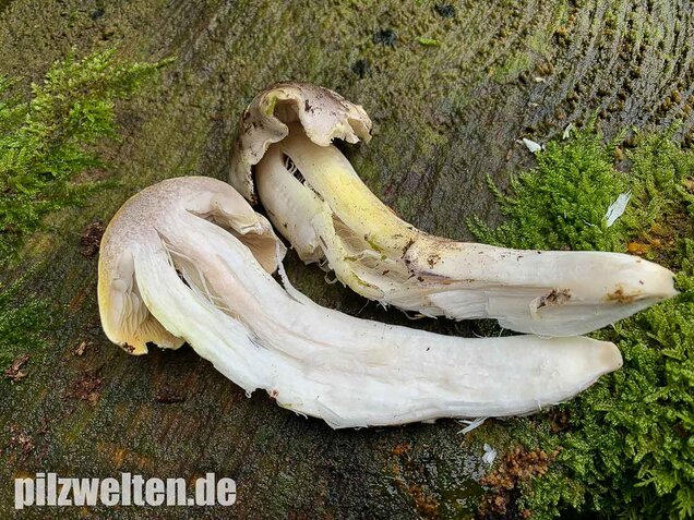 Schneeritterling, Tricholoma portentosum