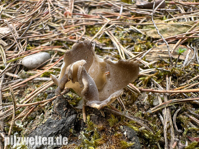 Schwarzweiße Rippen-Becherlorchel, Dissingia leucomelaena