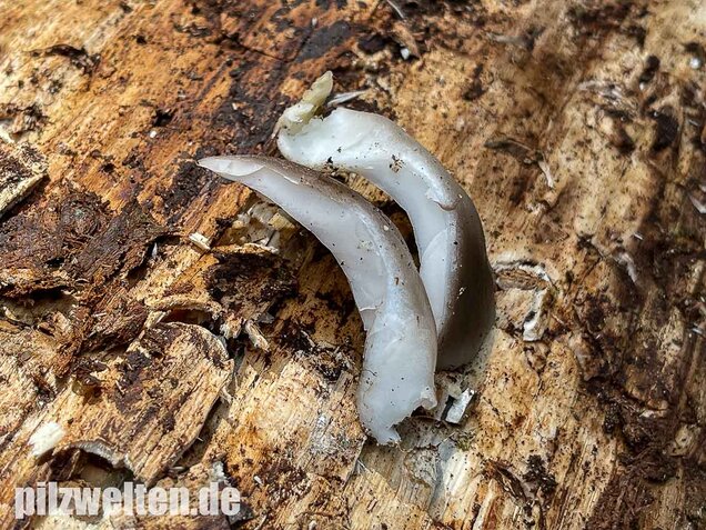 Sommer-Austernseitling, Pleurotus ostreatus forma florida