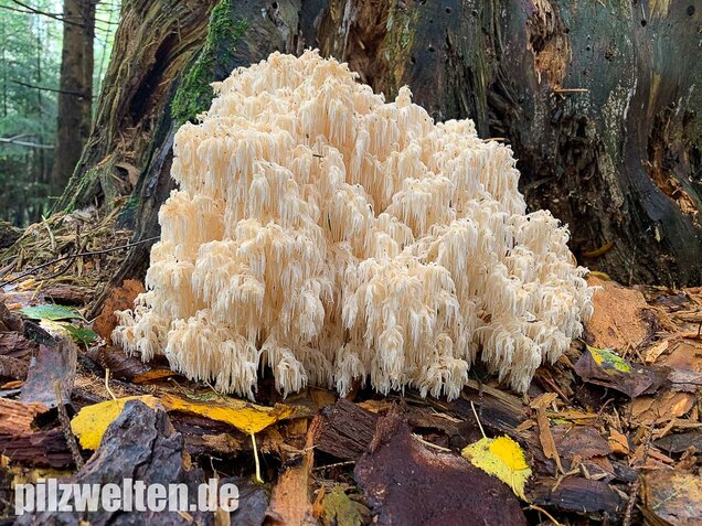 Tannenstachelbart, Hericium flagellum