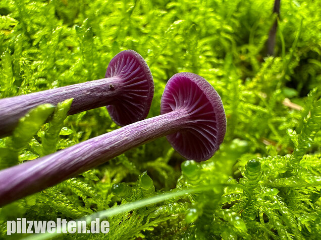 Violetter Lacktrichterling, Laccaria amethystina