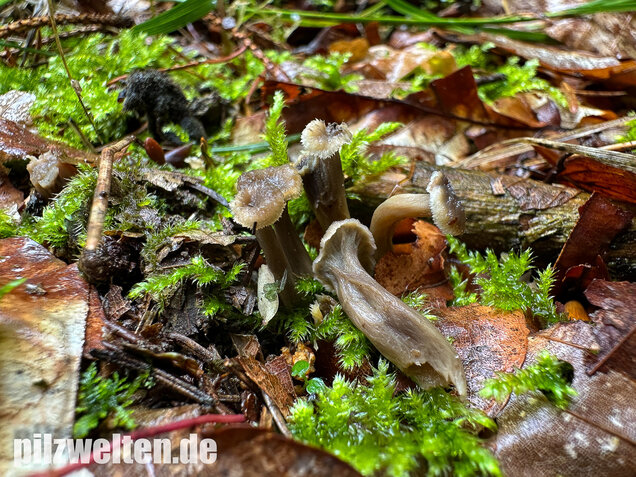 Krause Kraterelle, Krauser Leistling, Craterellus undulatus