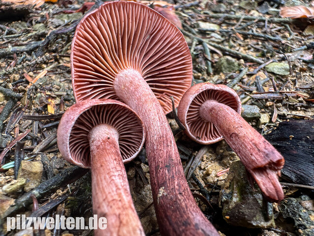 Weinroter Purpur-Schneckling, Hygrophorus capreolarius