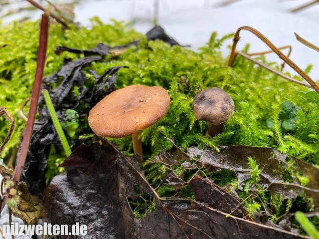 Winter-Stielporling, Lentinus brumalis