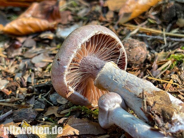 Wohlriechender Gürtelfuß, Cortinarius torvus