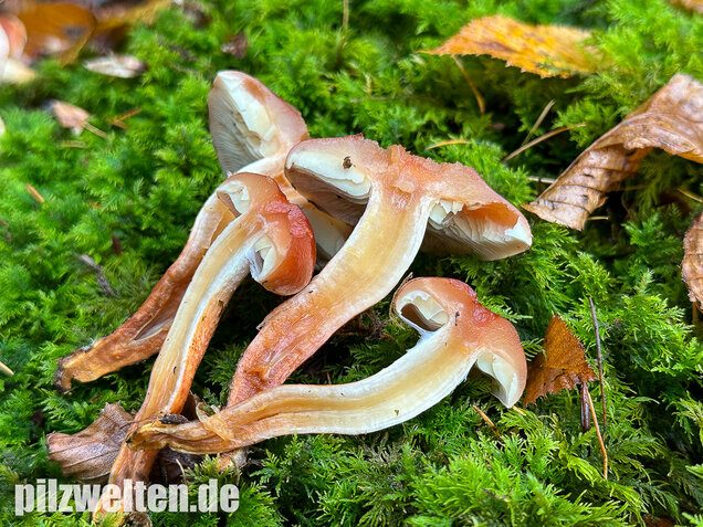 Ziegelroter Schwefelkopf, Hypholoma lateritium