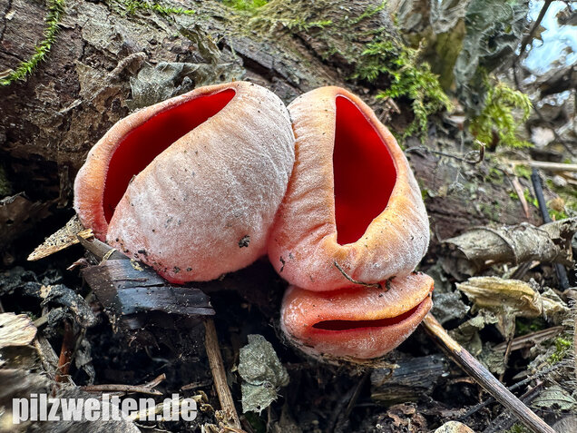 Scharlachroter Kelchbecherling, Österreichischer Prachtbecherling, Sarcoscypha austriaca & coccinea