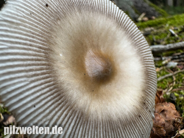 Zweifarbiger Scheidenstreifling, Unterteilter Streifling, Amanita battarrae