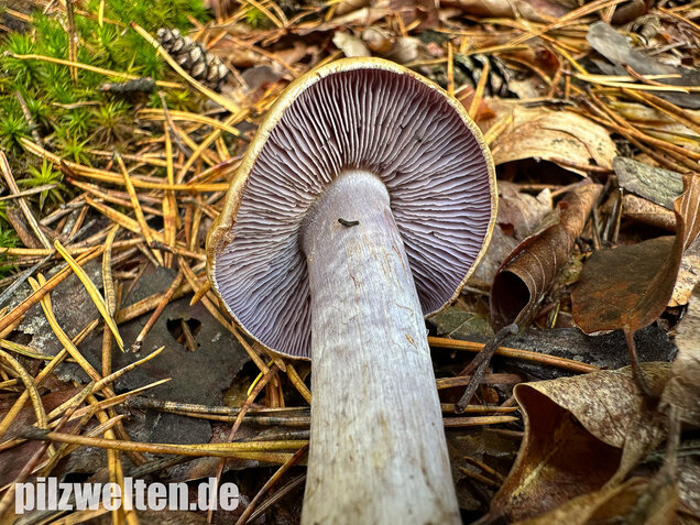 Zyanblättriger Klumpfuß, Cyanblättriger Klumpfuss, Thaxterogaster fulvo-ochrascens