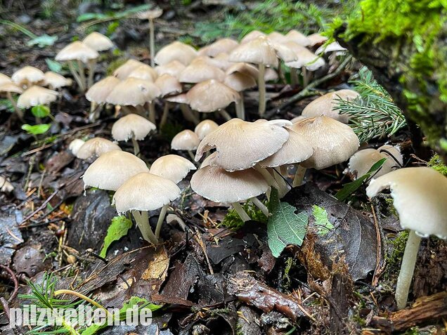 Behangener Faserling, Psathyrella candolleana